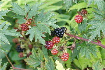 Aktuell werden gerade die Brombeeren reif.