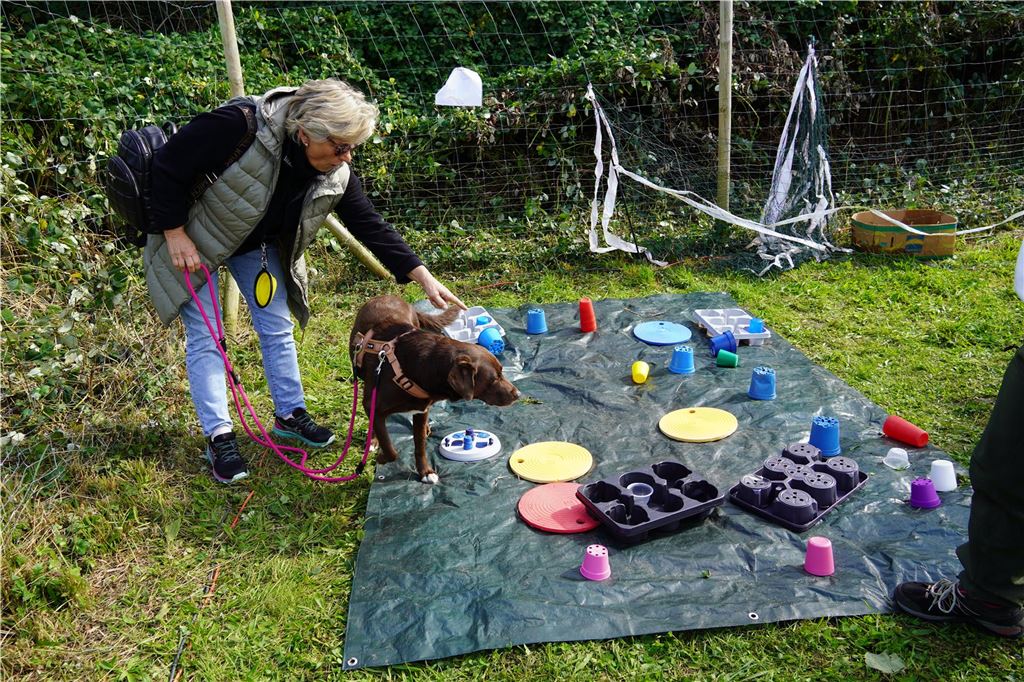 Wies’n Gaudi für Vierbeiner: Hundewiesen-Party lockte viele an Wies'n Gaudi auf der neuen Hundewiese an der Ruhrstraße in Fröndenberg