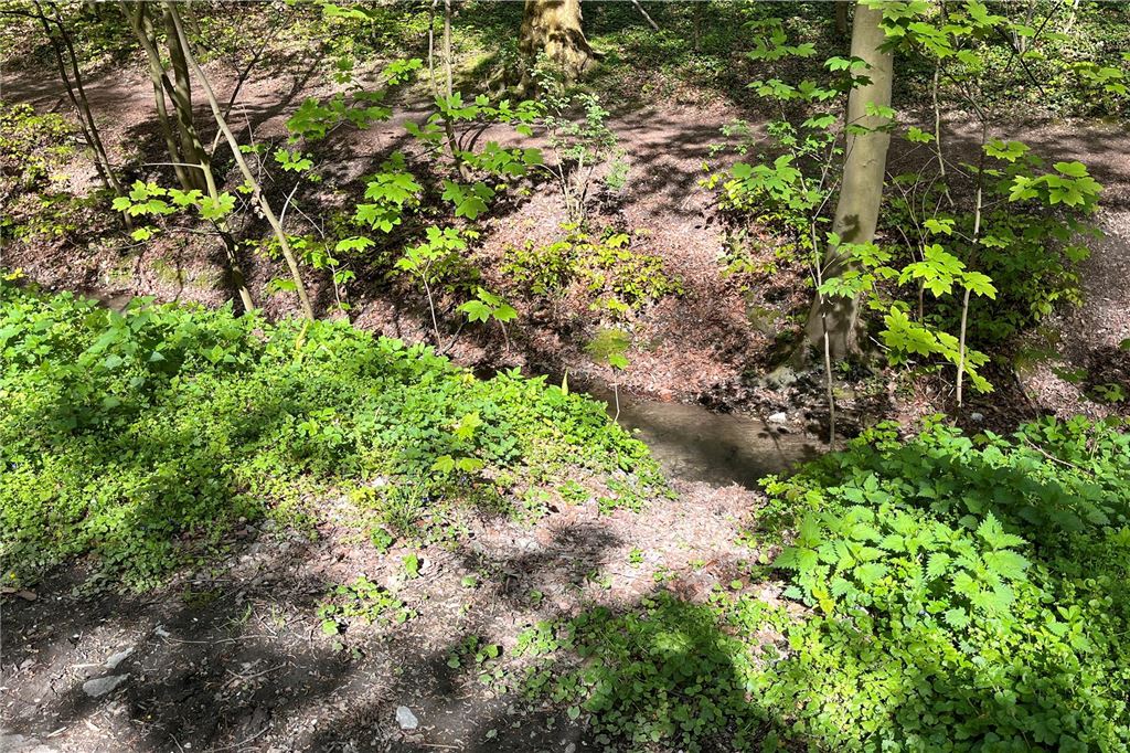 Die Schutzgemeinschaft Bornekamp wird aktiv An vielen Stellen führen Trampelpfade hinunter zum Kortelbach. Dies schadet unter anderem der Vegetation rund um das Gewässer.
