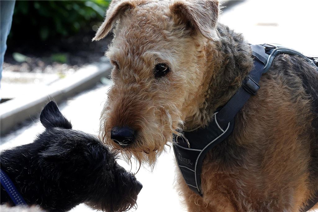 Auch außerhalb der Becken langweilten sich die Hunde nicht.