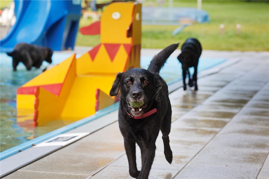 Auch außerhalb der Becken langweilten sich die Hunde nicht.
