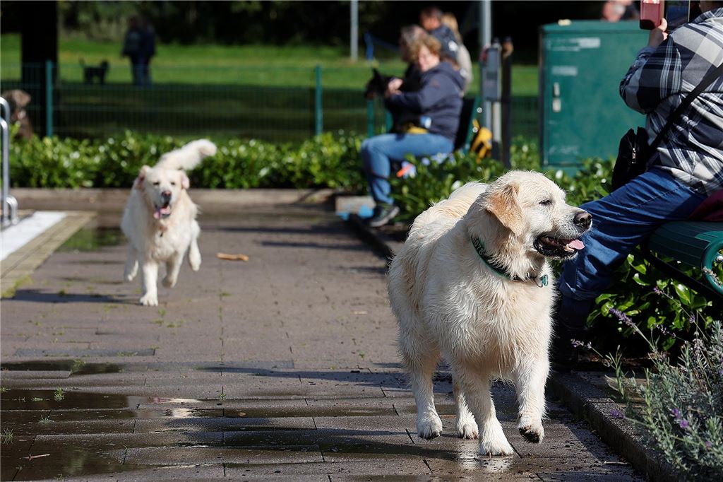 Auch außerhalb der Becken langweilten sich die Hunde nicht.