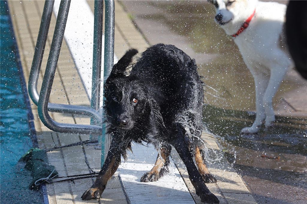 Auch außerhalb der Becken langweilten sich die Hunde nicht.