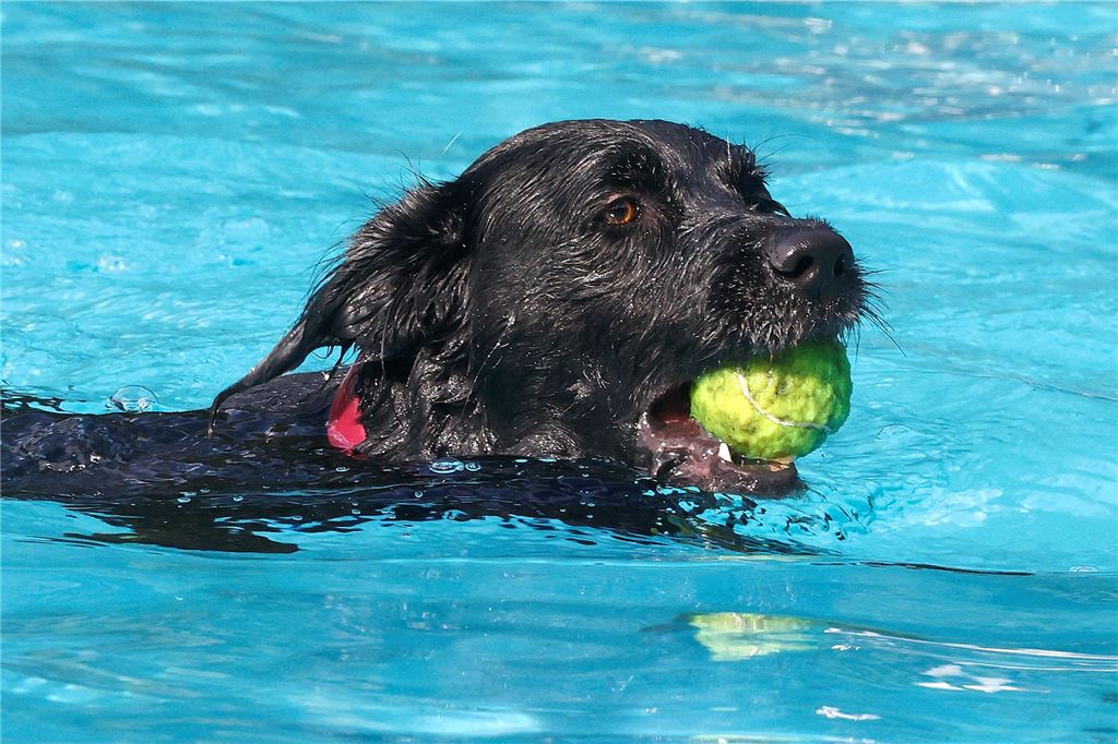 Auch einen Tennisball kann ein Hund prima apportieren.