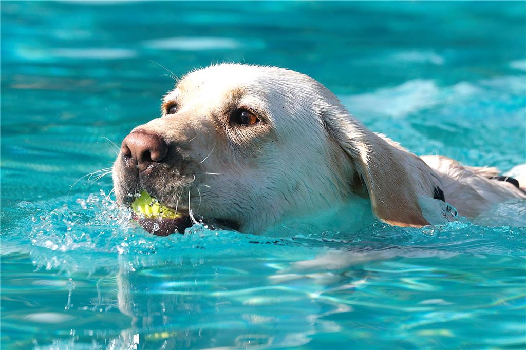 Auch einen Tennisball kann ein Hund prima apportieren.