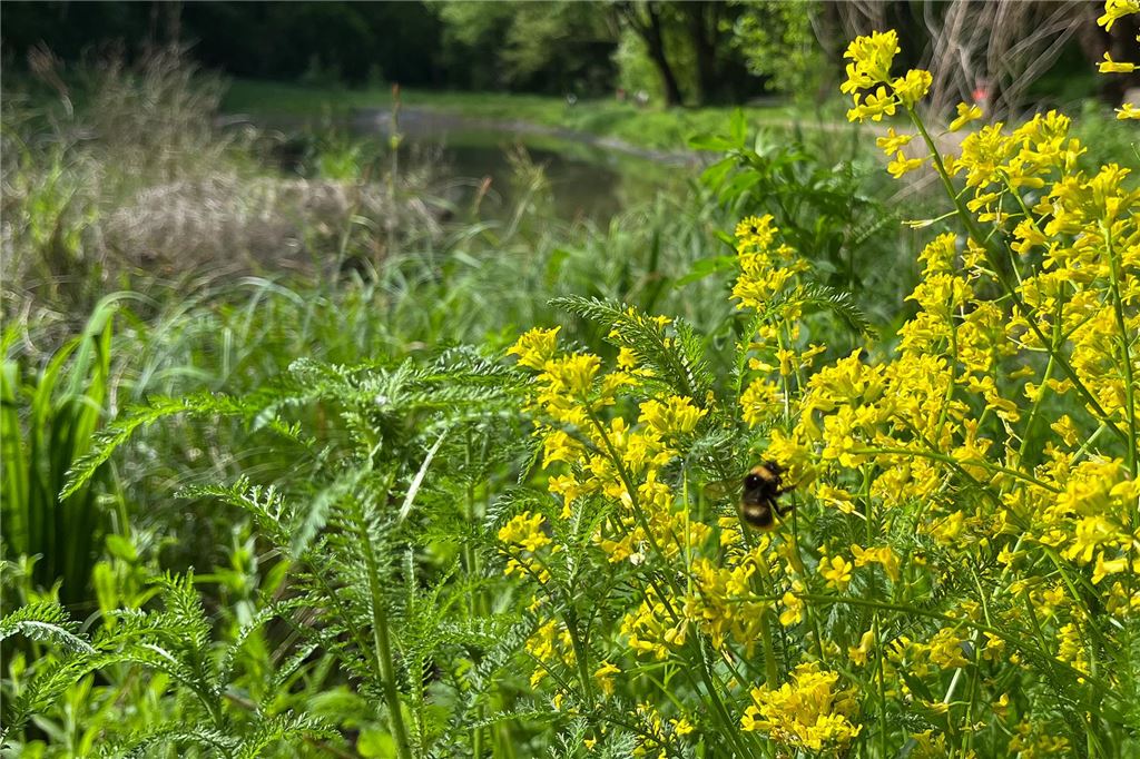Zwischen Stadtpark und Ökozelle: Unna sucht Richtung für Bornekamp Üppig wuchert und blüht ein Staudenbeet am Nordufer des ersten Teiches im Bornekamp. Eine Humel bedient sich gerade an einer der gelben Blüten