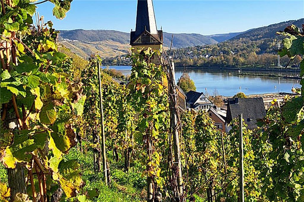 „Weinschätze“ eröffnen an der Mährstraße: Nur Bio-Produkte im Angebot Weinterrassen an der Mosel.