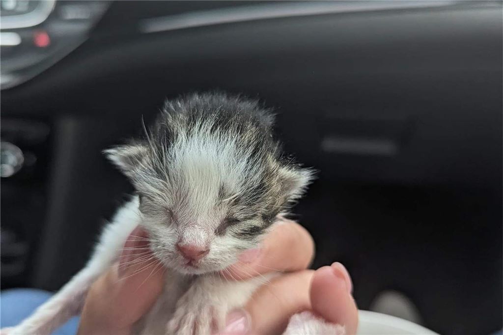 Katze überfahren, Babys saßen am Straßenrand: Rettung ist schwierig Ein Katzenbaby