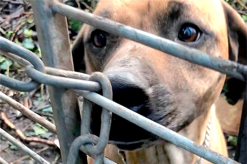 Tierschützer entsetzt: Halter bekommt Rhodesian Ridgeback Luna zurück Aus einem verwilderten Garten nahe des Hoesch-Geländes war die Rhodesian- Ridgeback-Hündin Luna ins Tierheim gekommen. Dort durfte sie der Halter am Freitag aber wieder abholen.