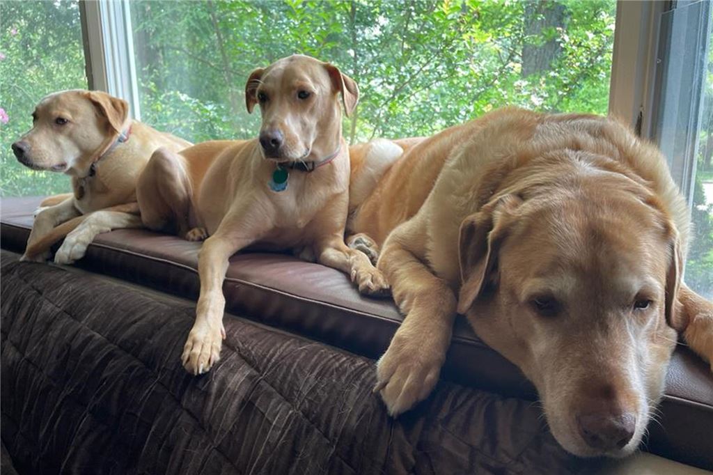 Familienurlaub im Reich der wilden Tiere Beau, Casey und George (l.) haben der Papatastisch-Familie viel Freude gemacht. Als der Urlaub vorbei war, haben wir Menschen auch so traurig dreingeblickt.