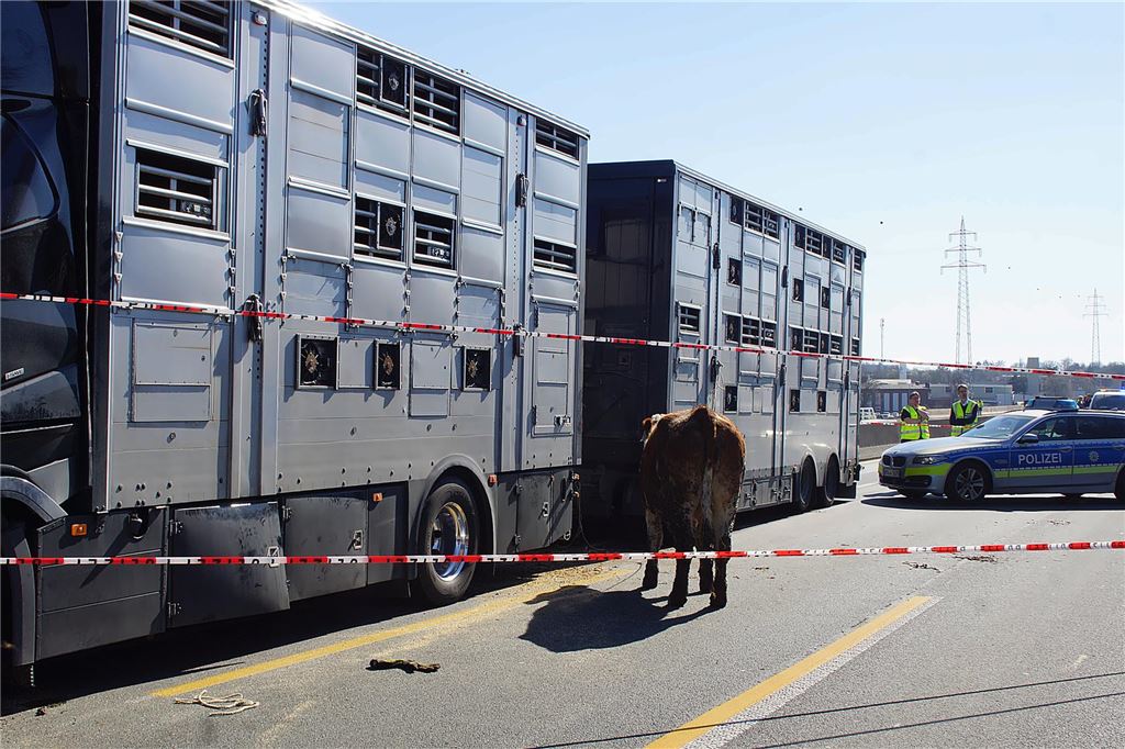 Nach einem Unfall mit einem Viehtransporter auf der A1 bei Unna am 19.3. steht ein Rind neben dem Transporter hinter rot-weißem Flatterband.