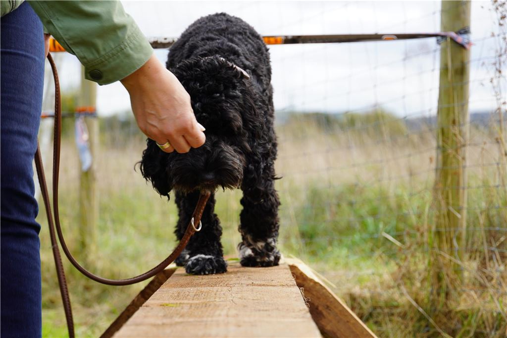 Wies’n Gaudi für Vierbeiner: Hundewiesen-Party lockte viele an Bei der Krimitour ermitteln Mensch und Hund gemeinsam, um verschollene Leckerchen für die Party wiederzufinden.