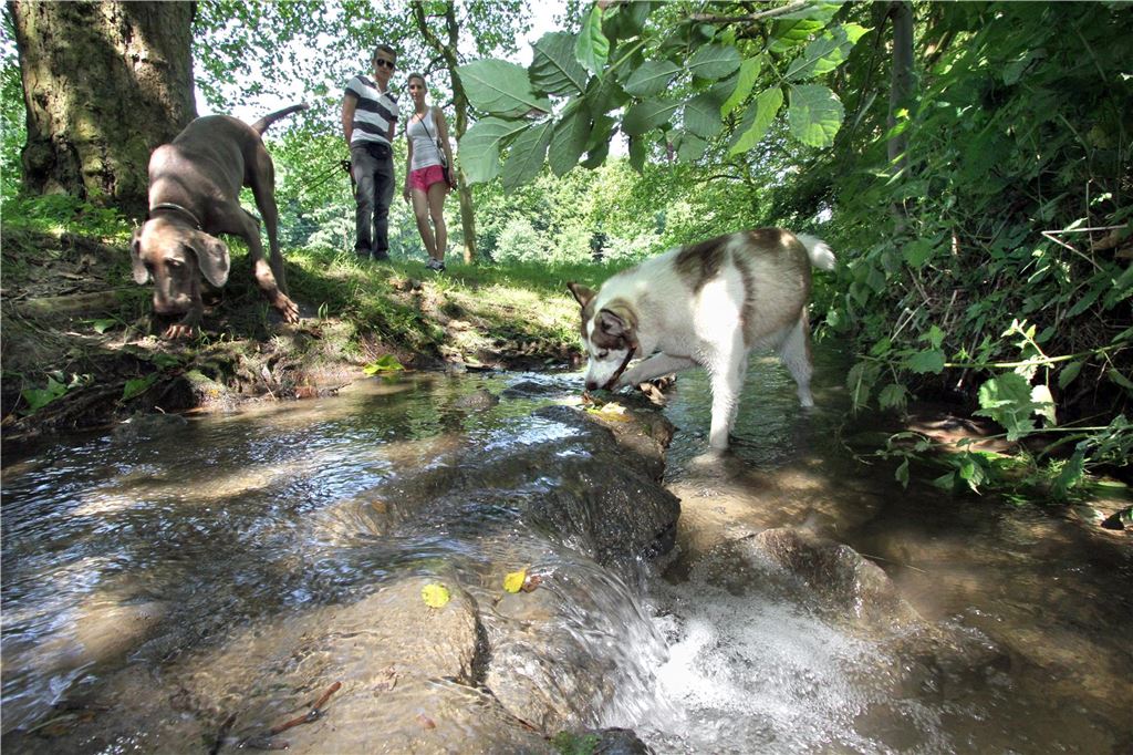 Brennnesseln im Bornekamp: Zwischen Naturschutz und Erholung Zwei Hunde und ihre Heerchen stehen am Kortelbach im Bornekamp in Unna: Das Naherholungsgebiet ist bei Hundebesitzern beliebt.