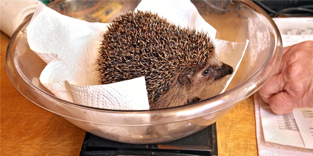 Sorge um Igel in Laubhaufen Sorge um Igel in Laubhaufen