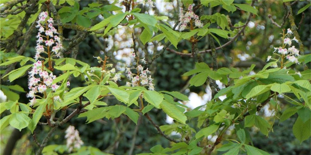 Wenig Wasser, viele Motten: Blühende Bäume Anfang Oktober sind Anlass zur Sorge Notblüte: Diese Aufnahme wurde Anfang Oktober in Königsborn gemacht: Ein Kastanienbaum hat frische Blüten ausgebildet. Es sieht vielleicht hübsch aus, ist aber Anzeichen für ein Problem.