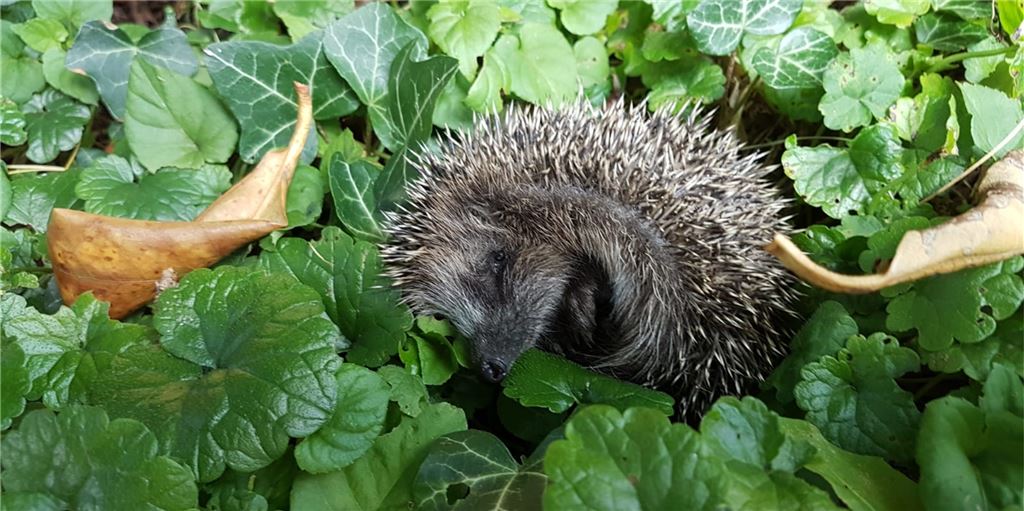 Igel in Not: Wie Fröndenberger den stacheligen Gesellen helfen können Bettina Hartwig-Labs hilft Igeln in Not in Fröndenberg durch den Winter. Ein besonderer Fall 2018: Igel Doris wurde zusammen mit fünf Geschwisterchen (nur zwei davon noch lebendig) und einem Startgewicht von 60 Gramm gefunden, nachdem die Mutter überfahren wurde. "Definitiv ein Fall für menschliche Hilfe ... Wir haben die drei bis Ende des Sommers auf 500 Gramm bekommen und sie freilassen können."