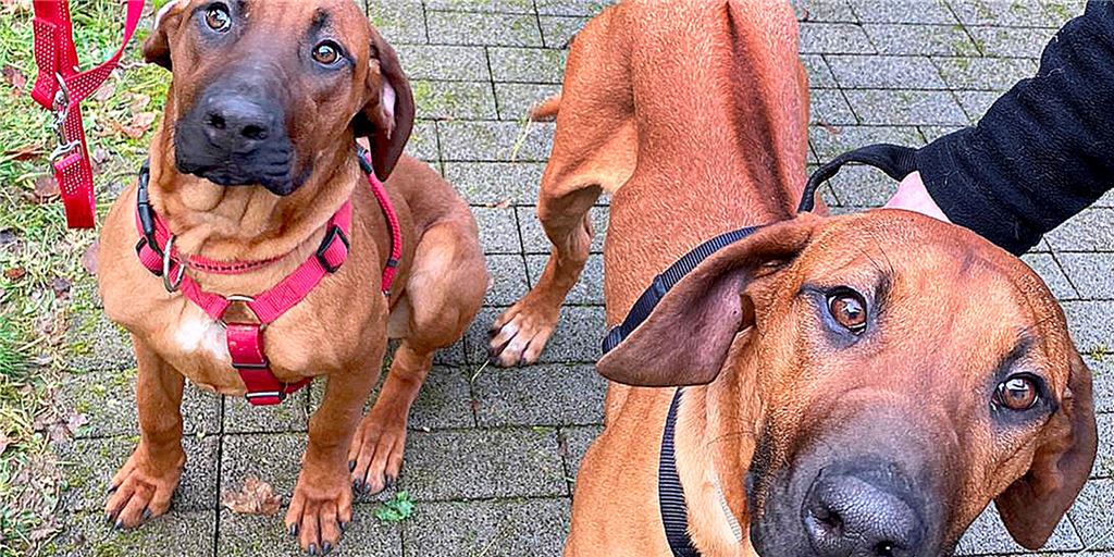 Tierschützer entsetzt: Halter bekommt Rhodesian Ridgeback Luna zurück Allein im Tierheim zurück bleiben die beiden Rhodesian-Ridgeback-Junghunde Mandalina (l.) und Karabas (r.). Ihre Mutter Luna nahm der Halter nach der Freigabe durch das Kreis-Veterinäramt wieder mit.