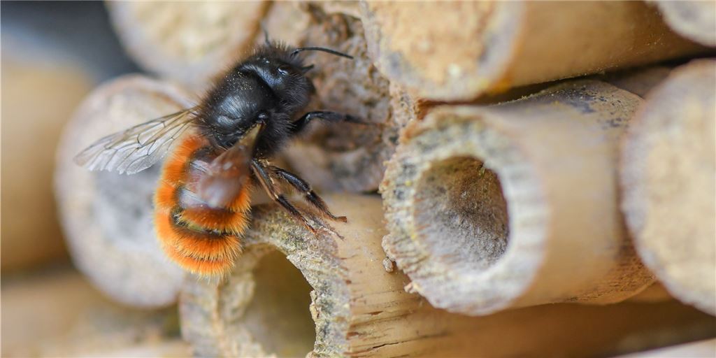 Hotels für die Bienen: Emscher soll tierischen Tourismus ankurbeln Hotels für die Bienen: Emscher soll tierischen Tourismus ankurbeln