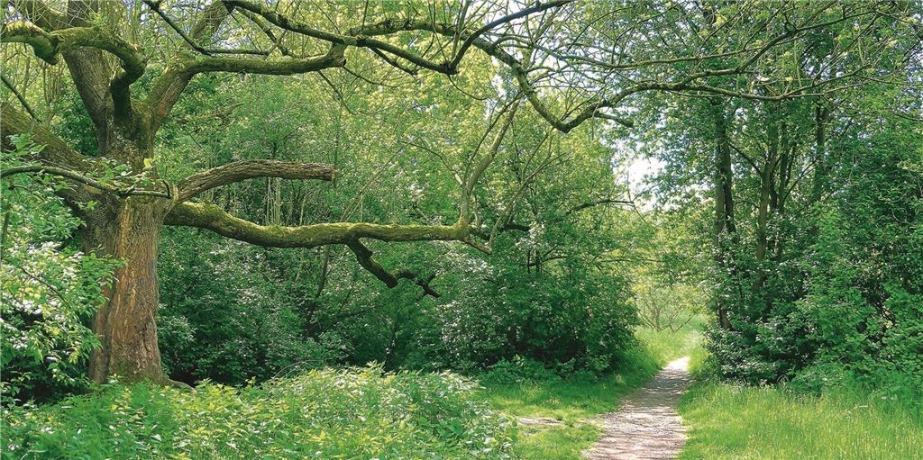 Die PARTEI: Eine Sitzgruppe bringt die Vergangenheit nicht zurück Ein Pfad durchs Grüne und der Antrag für eine Sitzgruppe schlugen in Holzwickede hohe Wellen. Die Anwohner fürchteten, dass sich Probleme mit nächtlichen Partys wiederholen könnten.