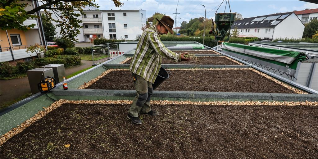 Dachbegrünung: Wie kommen Kräuter, Moos und Co. aufs eigene Dach? Dachbegrünung: Wie kommen Kräuter, Moos und Co. aufs eigene Dach?