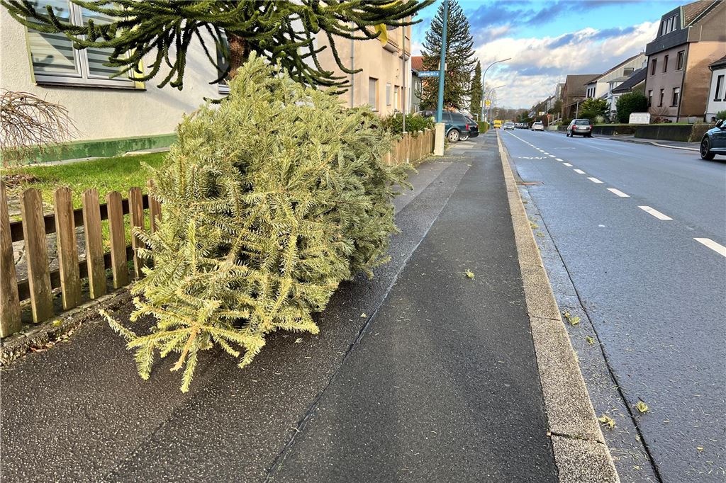 Abholung der Weihnachtsbäume: Sturm sorgte für brenzlige Situationen Ein Holzwickeder Weihnachtsbaum wartet auf seine Abholung durch den Baubetriebshof.