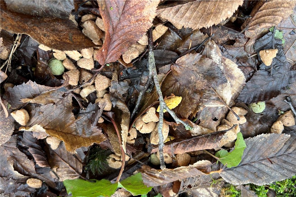 Nur noch an der kurzen Leine aus Angst vor Gift im Bornekamp Bröckchen in verschiedenen Farben liegen im Laub. Futter wurde an mehreren Bäumen im Bornekamp verstreut.