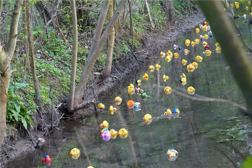 Bunte Flut auf dem Mühlbach.