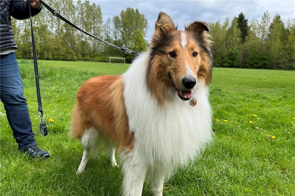 Hundeverein vor Gründung: „Zahlen viel Steuern, aber Hunde kommen zu kurz“ Collie "Denver" steht auf einer Wiese in Unna.