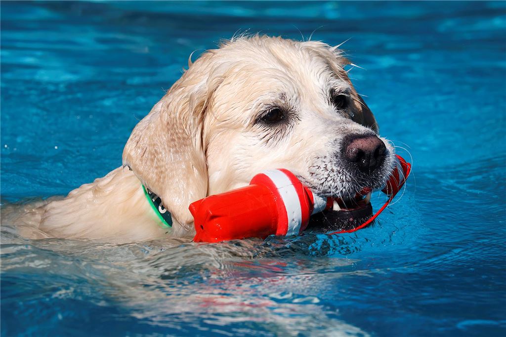 Das Apportieren von Kunststoffspielzeug aus dem Wasser begeisterte die Vierbeiner.