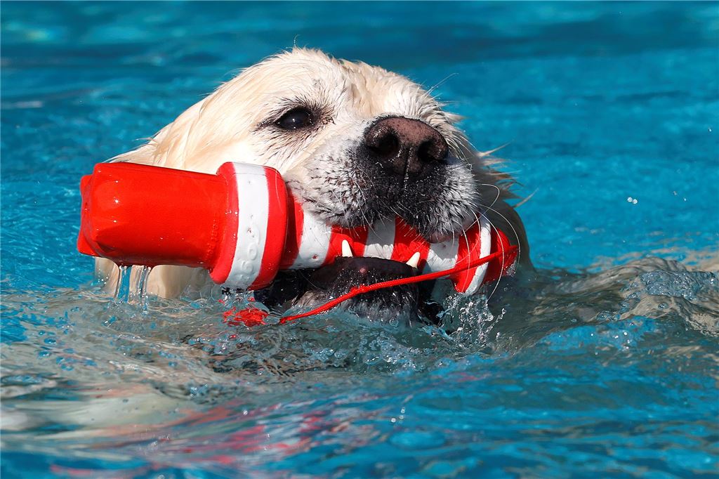 Das Apportieren von Kunststoffspielzeug aus dem Wasser begeisterte die Vierbeiner.