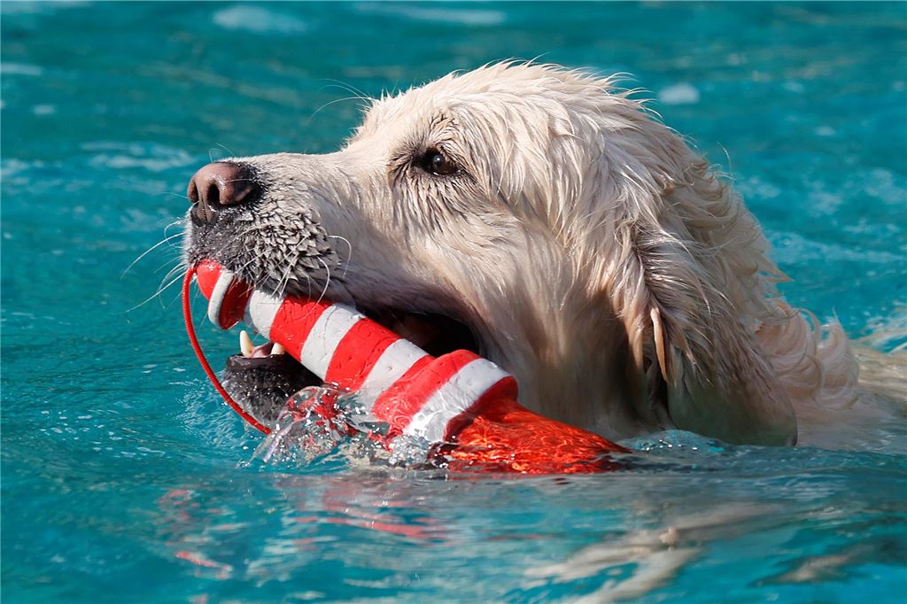 Das Apportieren von Kunststoffspielzeug aus dem Wasser begeisterte die Vierbeiner.