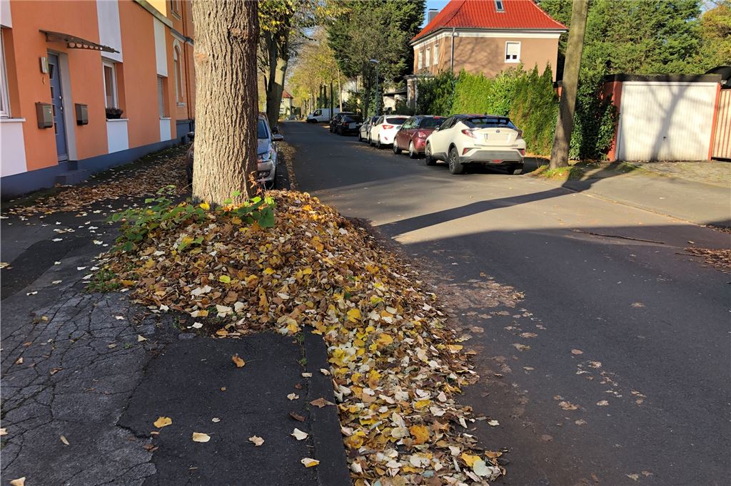 Illegale Müllentsorgung: Auf die Straße gekehrtes Laub gefährdet Radfahrer Dass dieser Baum sein ganzes Laub zufälligerweise ausschließlich - und noch dazu so ordentlich - auf der Fahrbahnseite verloren hat, mag selbst der Laie bezweifeln. Das Fegen von Straßenlaub auf die Fahrbahn ist aber tatsächlich eine Form der illegalen Müllentsorgung.