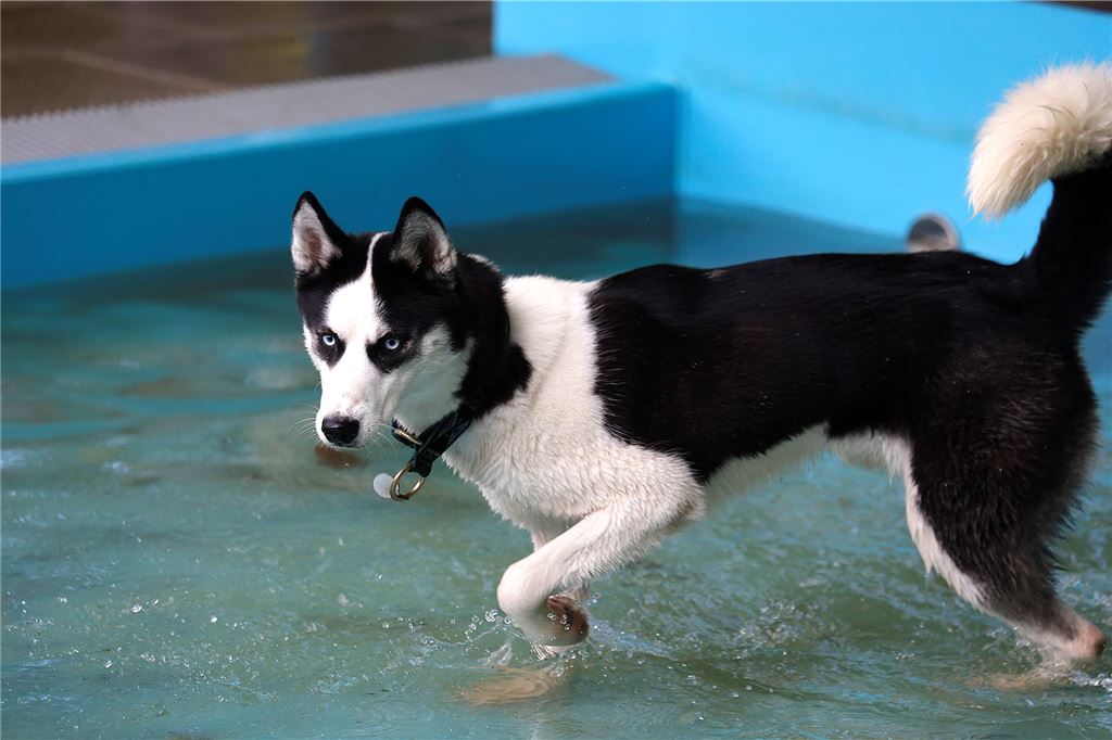 Der Eintritt kostete 3 Euro pro Hund, Frauchen und Herrchen durften kostenlos ins Bad.