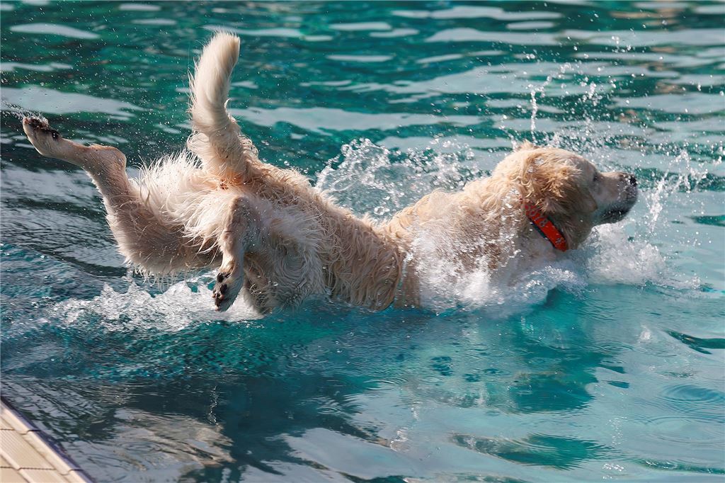 Der Eintritt kostete 3 Euro pro Hund, Frauchen und Herrchen durften kostenlos ins Bad.