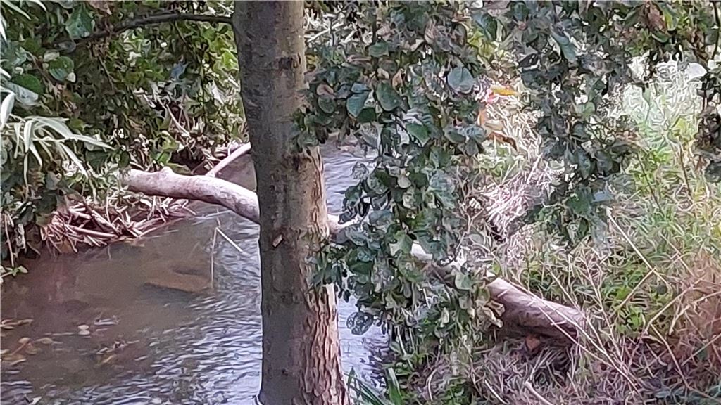 Reißender Fluss oder friedlicher Bach? Überschwemmungen seit 60 Jahren Ein Abschnitt des Massener Bachs im Bereich Große Wiese in Unna-Massen.