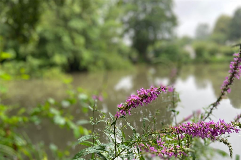 Jagd auf Kanadagänse: Welche Alternativen es zum Abschuss gibt Blumen am Grüntalteich in Schwerte
