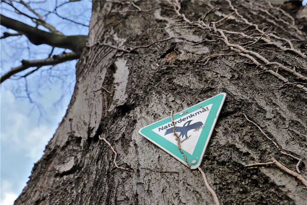 Spenden für neue Buche: Initiative will mehr Neupflanzungen anregen Am Stamm der inzwischen gefällten Buche hängt das Schild, mit dem Naturdenkmäler ausgezeichnet werden.