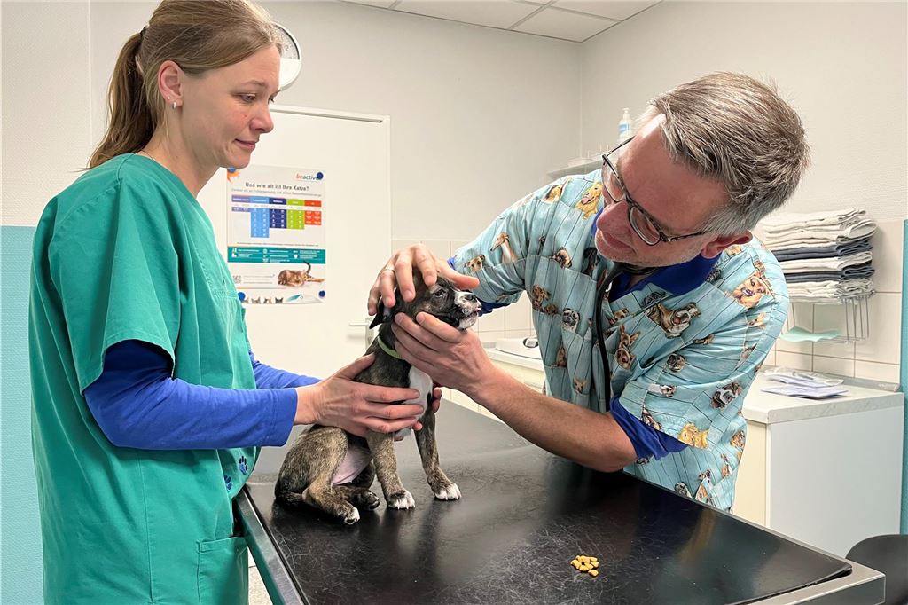 Neue Regeln für Notdienst der Tierärzte im Kreis Unna: Dr. Dirk Neuhaus erklärt Die Tiermedizinische Fachangestellte Ina Micke mit ihrem Welpen "Ella" bei der Untersuchung in der Praxis von Tierarzt Dr. Dirk Neuhaus in Unna.