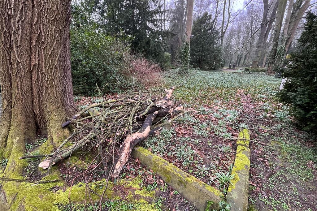 Sorge um absterbende Stadtbäume: Trockenheit schwächt Pflanzen Die Bäume auf dem Westfriedhof lassen offensichtlich mitunter Totholz fallen, das zur Seite geschoben wird.