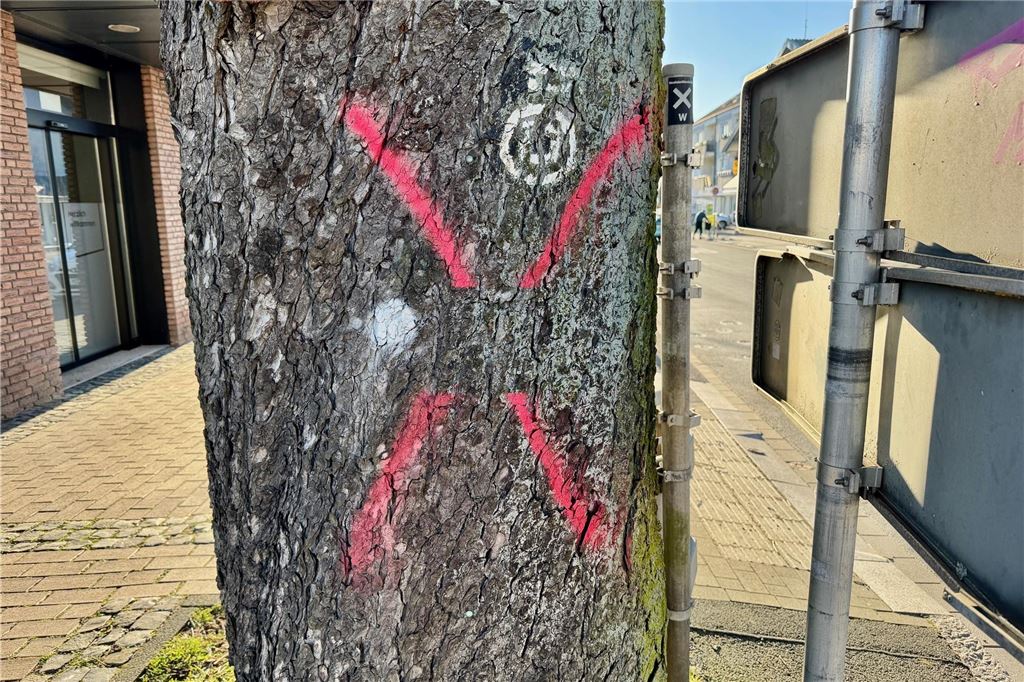 Kastanie soll fallen: „Wir haben unter dem Baum gespielt und getanzt“ Ein markierter Baum.