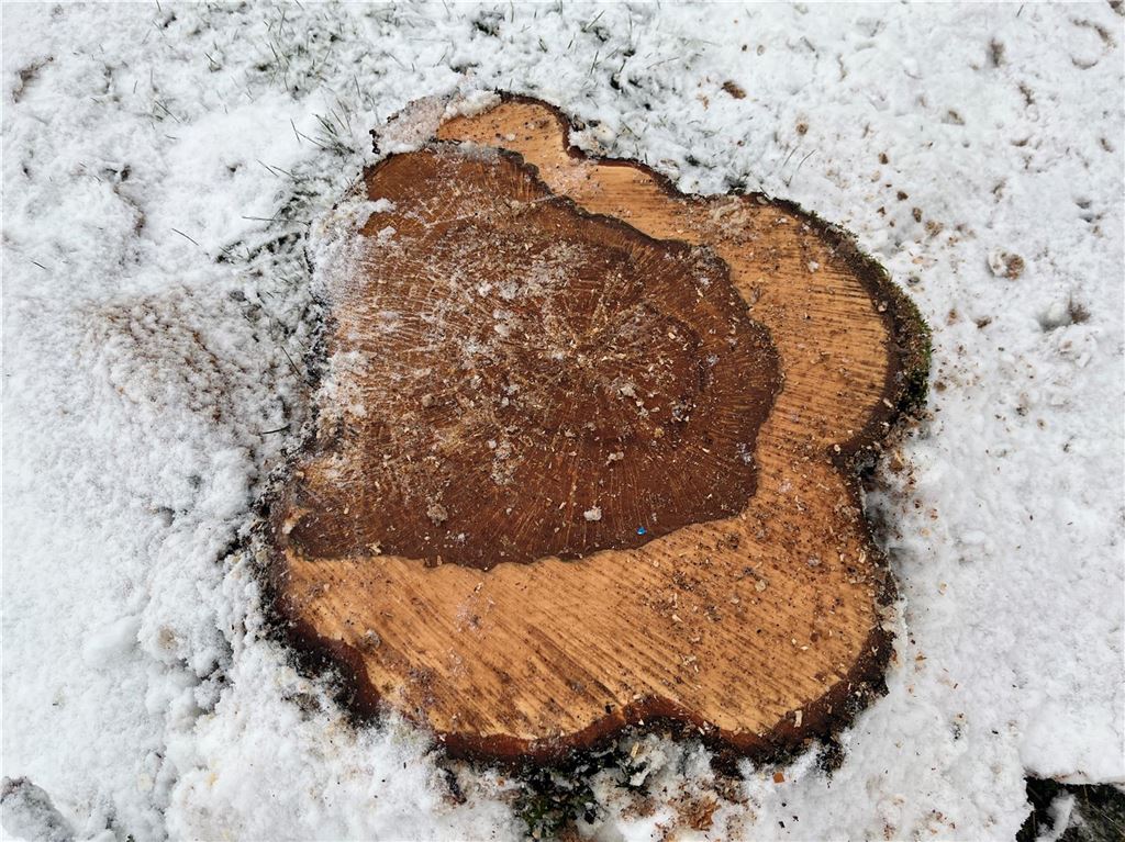 Eine Baumscheibe eines gefällten Baumes am Frebad Schöne Flöte.