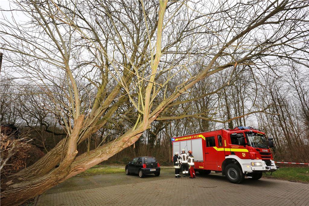 Das lange Warten auf „Sabine“: Der Tag im Liveticker zum Nachlesen Die Bergkamener Feuerwehr muss einen Baum fällen, der droht, auf einen Parkplatz zu fallen.