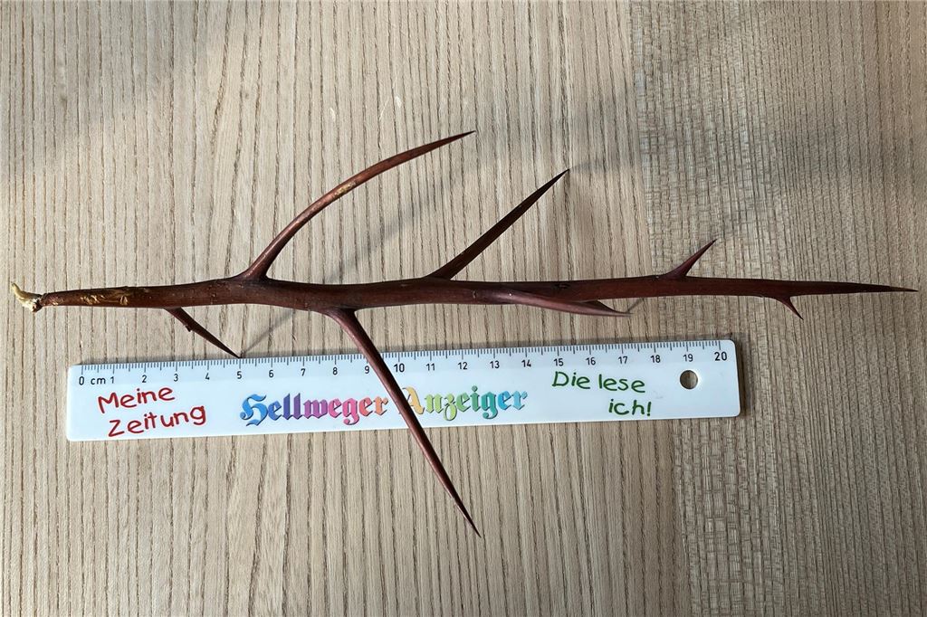 Dornen-Baum bekommt „Bewährung“: Anwohner fordern die Fällung Die Dornen des Baumes werden mehr als 20 Zentimeter lang.