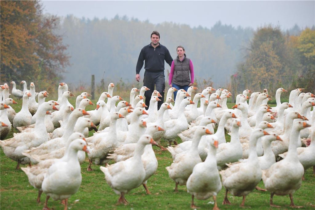 Hühnerhof Zur Nieden jetzt auch in Unna: Und warum nicht in Fröndenberg? Gänseherde auf dem Hof zur Nieden.