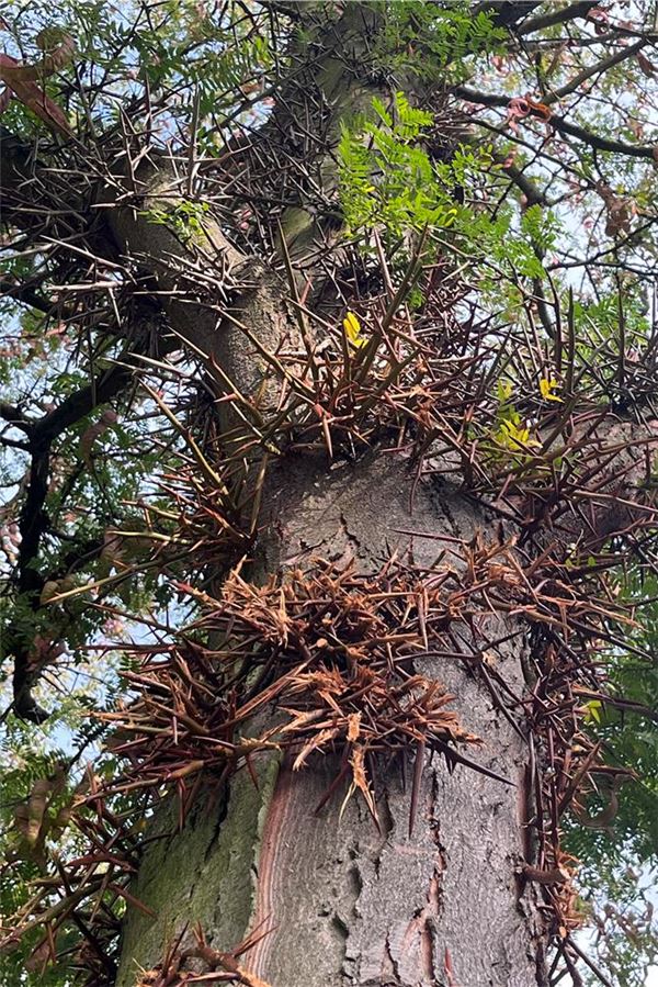 Dornen-Baum bekommt „Bewährung“: Anwohner fordern die Fällung Die Gleditschie stammt ursprünglich aus den USA.