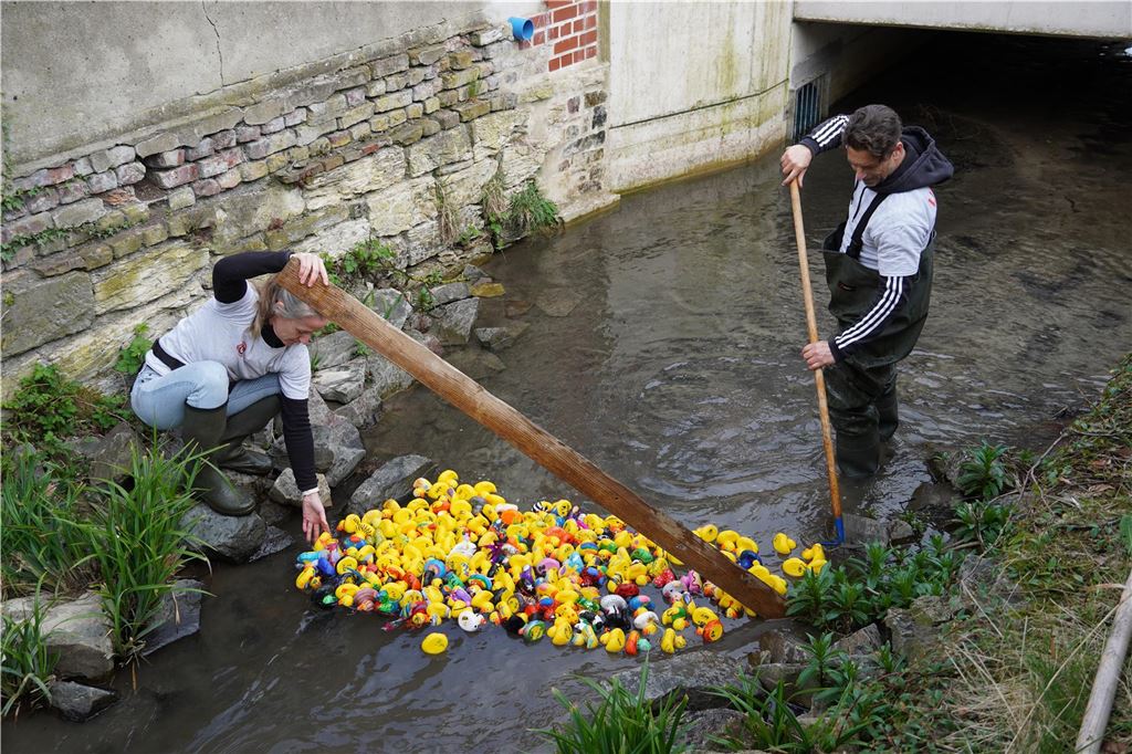 Gelber Schwarm auf dem Mühlbach: Die Piraten-Ente hat den Schnabel vorn