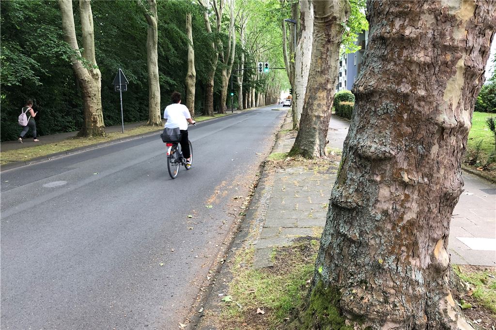 „Ausbauprogramm“ soll den Mangel an Radwegen in Unna bis 2025 beheben Die Platanenallee soll zur Fahrradstraße erklärt werden. Ein politischer Beschluss dazu ist bereits gefasst. Die Stadt wartet aber noch darauf, Schilder aufstellen zu können.