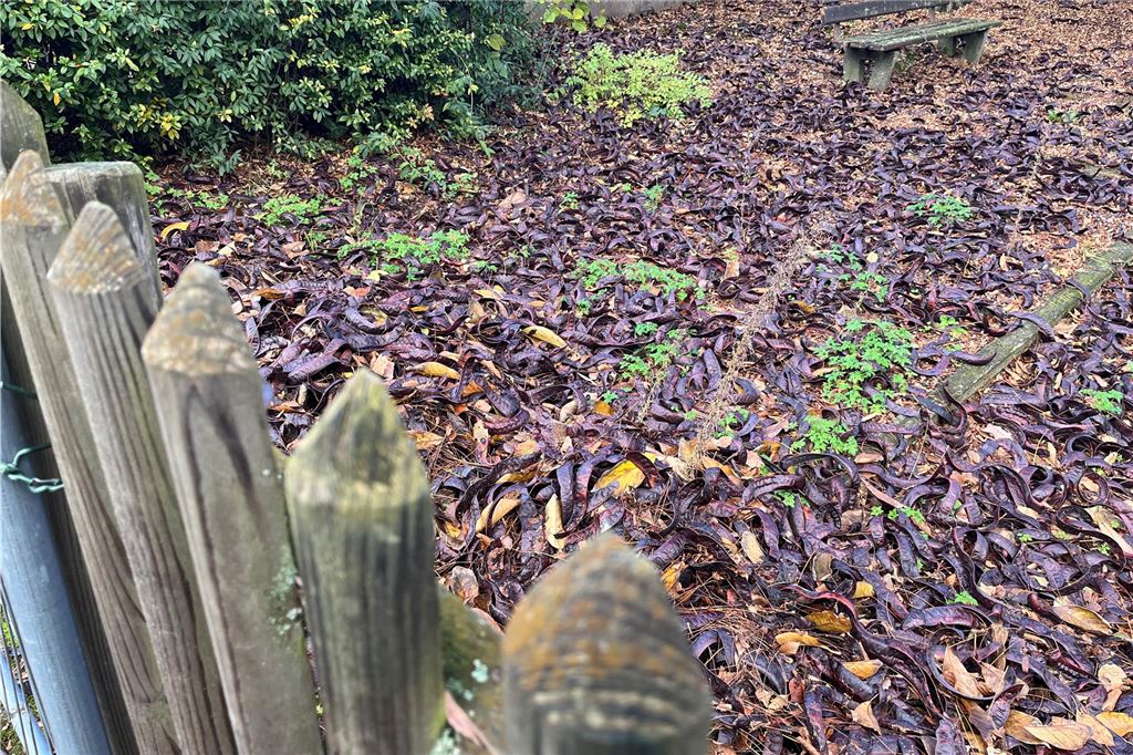 Dornen-Baum bekommt „Bewährung“: Anwohner fordern die Fällung Die Samen und Früchte des Lederhülsenbaumes, die die Stadtbetriebe auf dem abgesperrten Friedhof in der Saarstraße gesammelt haben, gelten als essbar.