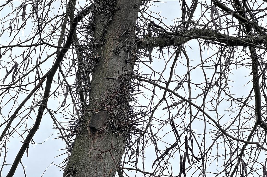 Dornen-Baum bekommt „Bewährung“: Anwohner fordern die Fällung Die Stadt hat den Stamm des Baumes mehrere Meter hoch von den Stacheln befreit.