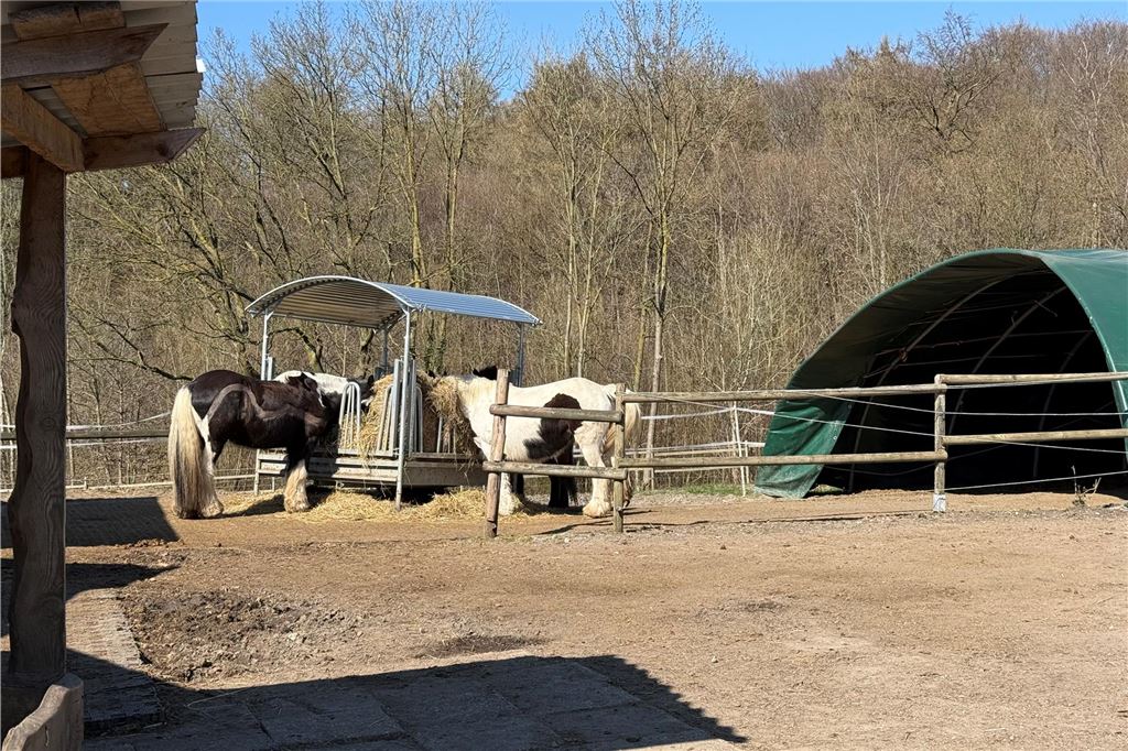 Schikane durch Jugendämter im Kreis? Bonbonhaus: „Echtes Problem“ Pferde auf dem Hof des Bonbonhauses in Werne